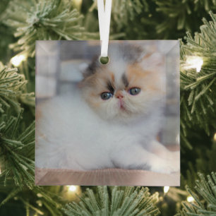 Cutest Baby Animals   Calico Persian Kitten Glass Tree Decoration