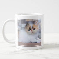 Cutest Baby Animals | Calico Persian Kitten