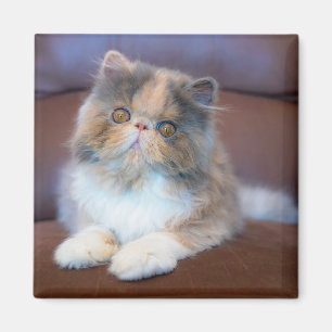 Cutest Baby Animals Calico Persian Kitten Magnet