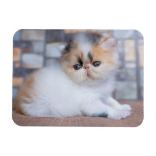 Cutest Baby Animals Calico Persian Kitten Magnet