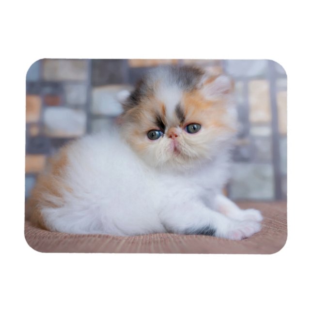 Cutest Baby Animals | Calico Persian Kitten Magnet (Horizontal)