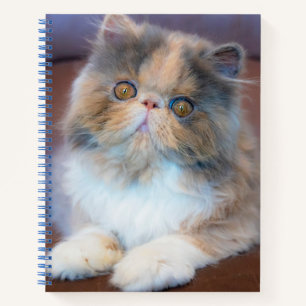 Cutest Baby Animals   Calico Persian Kitten Notebook
