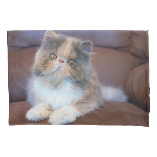 Cutest Baby Animals | Calico Persian Kitten Pillowcase (Front)