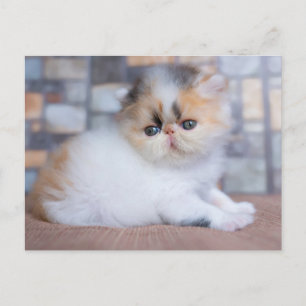 Cutest Baby Animals Calico Persian Kitten Postcard