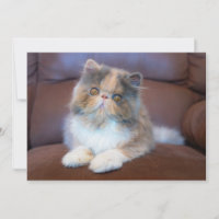 Cutest Baby Animals | Calico Persian Kitten