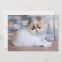 Cutest Baby Animals | Calico Persian Kitten