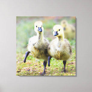 Cutest Baby Animals   Canadian Goose Goslings Canvas Print