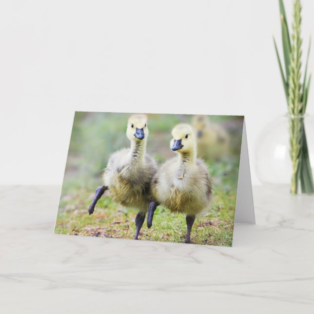 Cutest Baby Animals | Canadian Goose Goslings Card (Front)