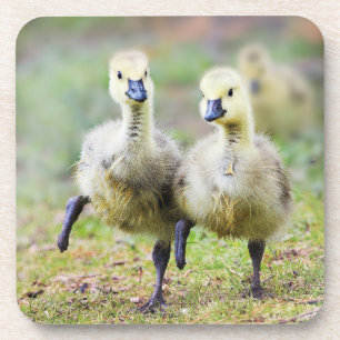 Cutest Baby Animals Canadian Goose Goslings Coaster