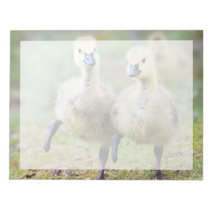 Cutest Baby Animals   Canadian Goose Goslings Notepad