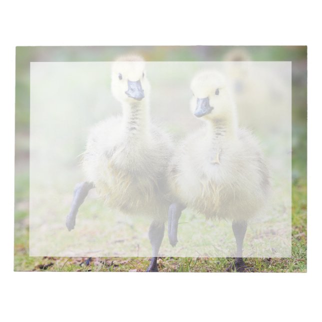 Cutest Baby Animals | Canadian Goose Goslings Notepad (Front)