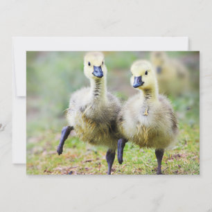 Cutest Baby Animals Canadian Goose Goslings Thank You Card