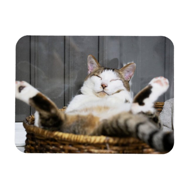 Cutest Baby Animals | Cat in Bed Magnet (Horizontal)