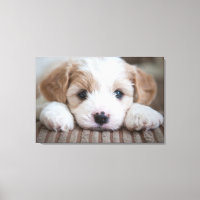 Cutest Baby Animals | Cavashon Puppy