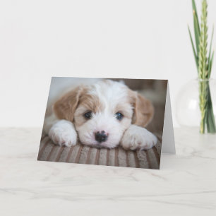 Cutest Baby Animals Cavashon Puppy Card