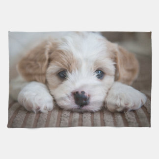 Cutest Baby Animals | Cavashon Puppy Tea Towel