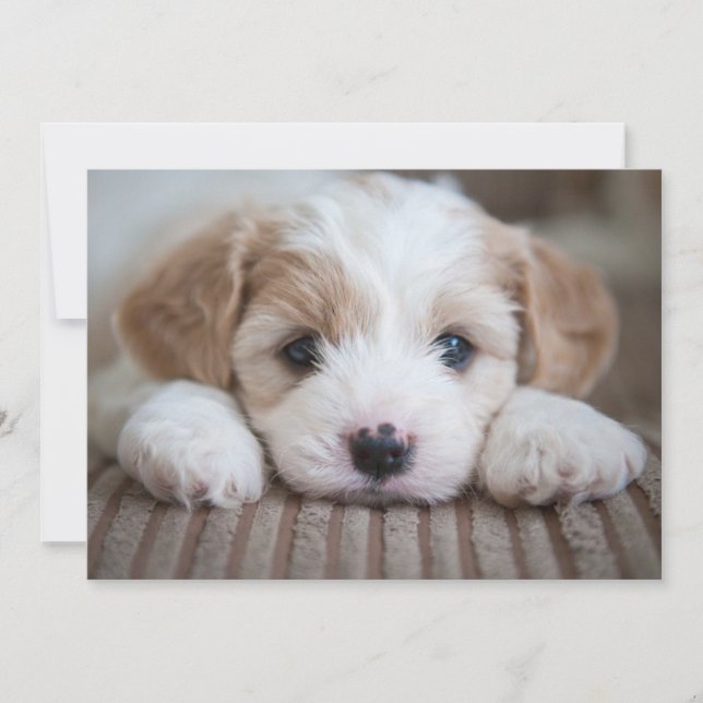 Cutest Baby Animals | Cavashon Puppy Thank You Card (Front)