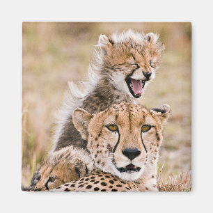 Cutest Baby Animals Cheetah Cat & Cub Magnet