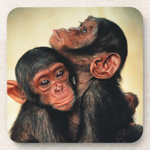 Cutest Baby Animals Chimpanzee Hug Coaster