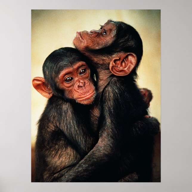 Cutest Baby Animals | Chimpanzee Hug Poster (Front)