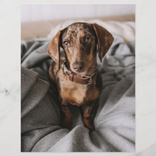 Cutest Baby Animals   Chocolate Dapple Dachshund