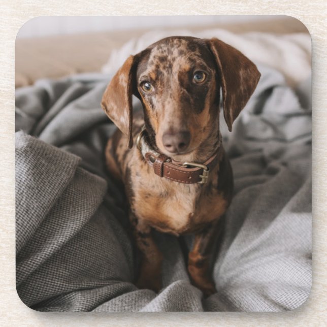 Cutest Baby Animals | Chocolate Dapple Dachshund Coaster (Front)
