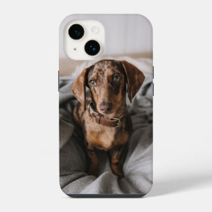 Cutest Baby Animals Chocolate Dapple Dachshund iPhone 14 Case