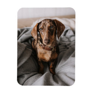 Cutest Baby Animals Chocolate Dapple Dachshund Magnet