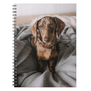 Cutest Baby Animals   Chocolate Dapple Dachshund Notebook