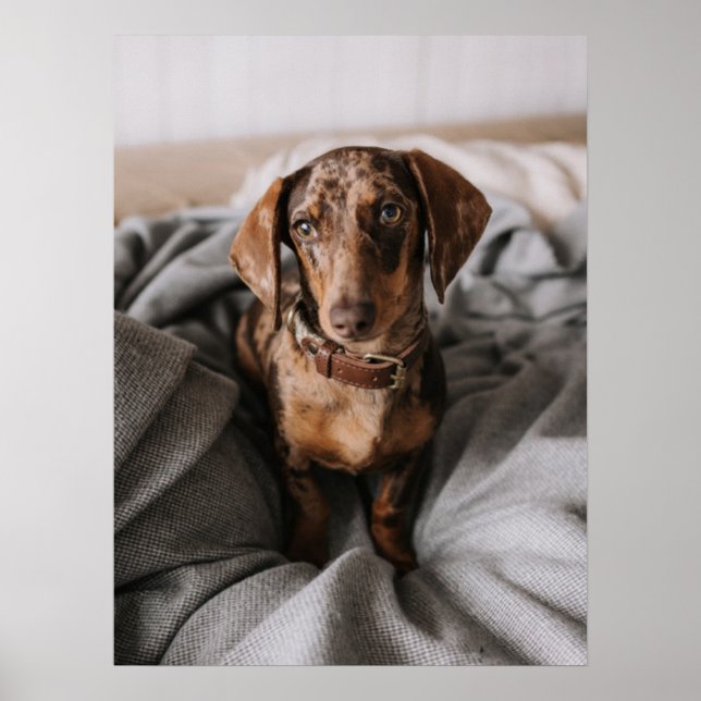 Cutest Baby Animals | Chocolate Dapple Dachshund Poster (Front)