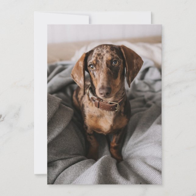 Cutest Baby Animals | Chocolate Dapple Dachshund Thank You Card (Front)