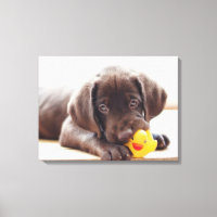 Cutest Baby Animals | Chocolate Labrador Puppy