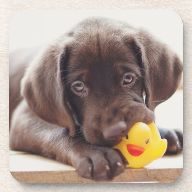 Cutest Baby Animals | Chocolate Labrador Puppy Coaster (Front)