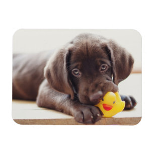Cutest Baby Animals Chocolate Labrador Puppy Magnet