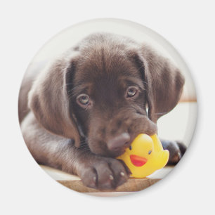 Cutest Baby Animals Chocolate Labrador Puppy Magnet