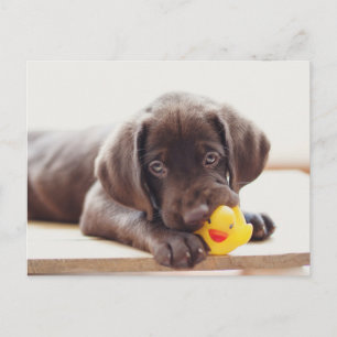 Cutest Baby Animals Chocolate Labrador Puppy Postcard