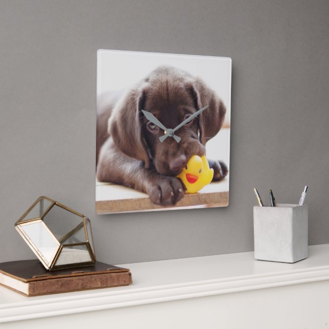 Cutest Baby Animals | Chocolate Labrador Puppy Square Wall Clock (Office)