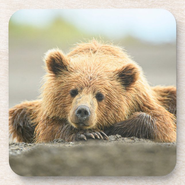 Cutest Baby Animals | Coastal Brown Bear Cub Coaster (Front)