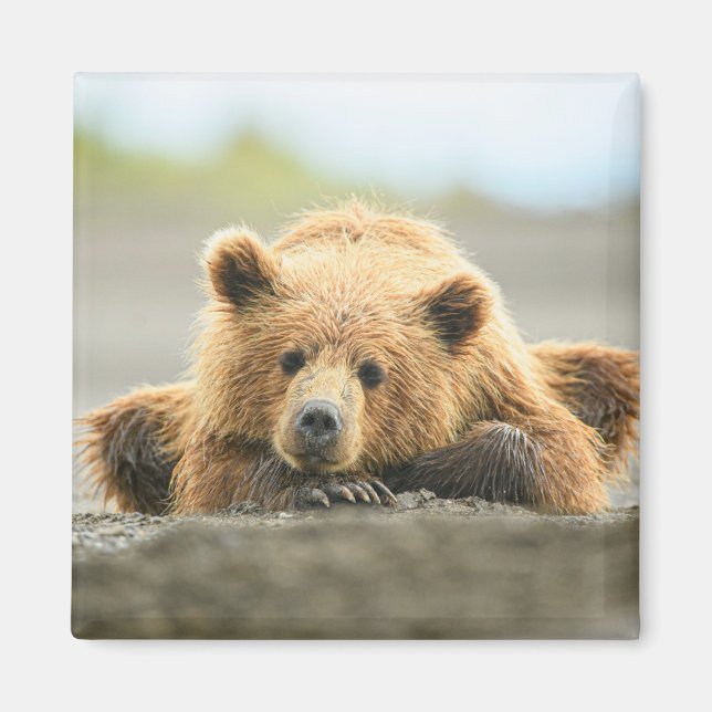 Cutest Baby Animals | Coastal Brown Bear Cub Magnet (Front)