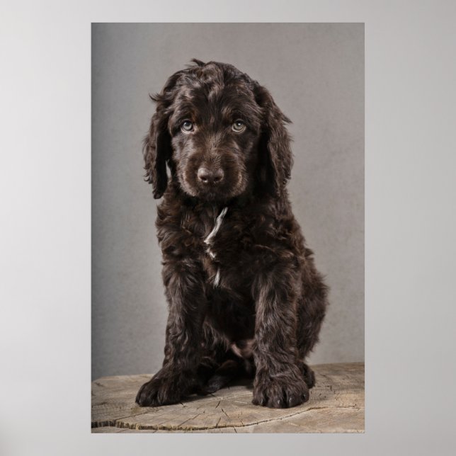 Cutest Baby Animals | Cockapoo Puppy Poster (Front)