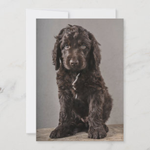 Cutest Baby Animals   Cockapoo Puppy Thank You Card