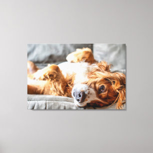 Cutest Baby Animals   Cocker Spaniel Canvas Print