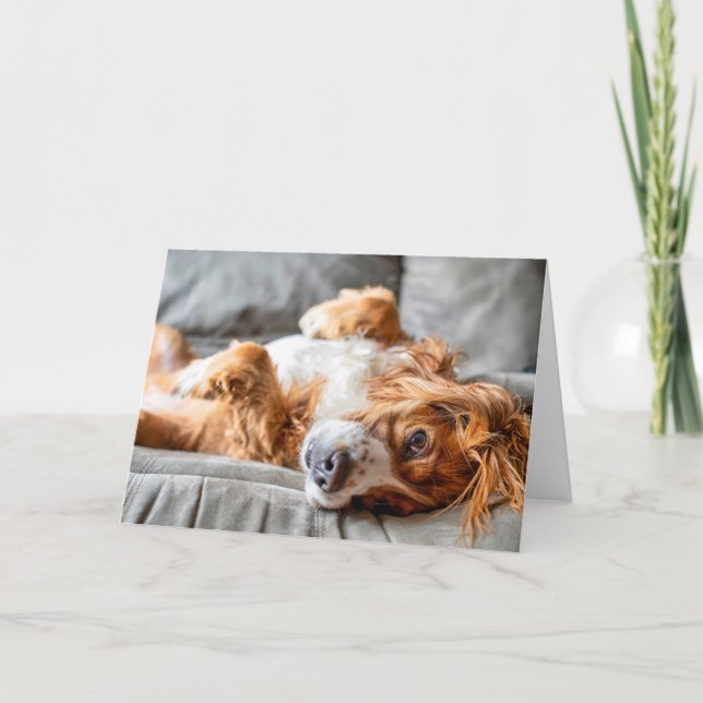 Cutest Baby Animals | Cocker Spaniel Card (Front)