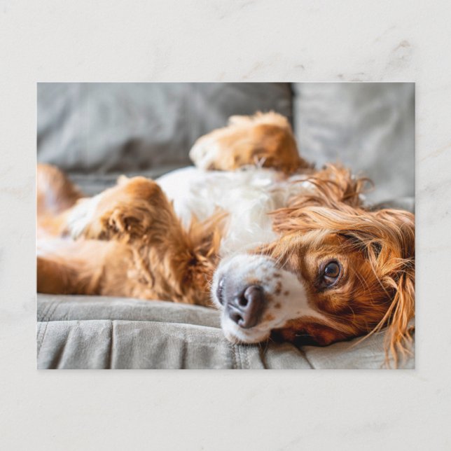 Cutest Baby Animals | Cocker Spaniel Postcard (Front)