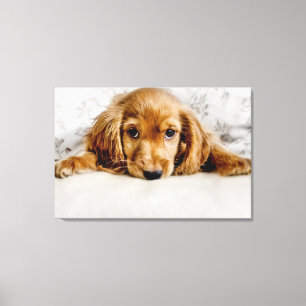 Cutest Baby Animals   Cocker Spaniel Puppy Canvas Print