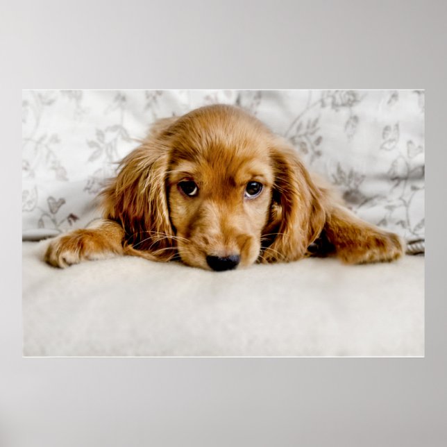 Cutest Baby Animals | Cocker Spaniel Puppy Poster (Front)