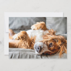 Cutest Baby Animals Cocker Spaniel Thank You Card