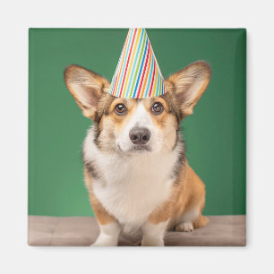 Cutest Baby Animals Corgi Birthday Puppy Magnet