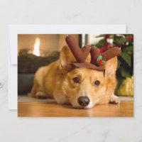 Cutest Baby Animals | Corgi Christmas Reindeer