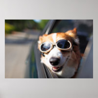 Cutest Baby Animals | Corgi Goggles in the Car